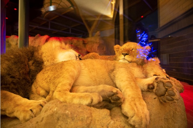 lions at zoolights